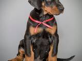 Собаки, щенята Доберман, ціна 22000 Грн., Фото