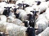 Тваринництво,  Сільгосп тварини Барани, вівці, ціна 1000 Грн., Фото