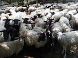 Тваринництво,  Сільгосп тварини Барани, вівці, ціна 1000 Грн., Фото