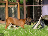 Собаки, щенята Різне, ціна 400 Грн., Фото