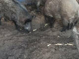 Тваринництво,  Сільгосп тварини Свині, ціна 12500 Грн., Фото