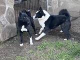 Собаки, щенята Російсько-Європейська лайка, ціна 5100 Грн., Фото