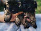 Собаки, щенята Кольорова болонка, ціна 5000 Грн., Фото