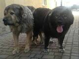 Собаки, щенки Кавказская овчарка, цена 7000 Грн., Фото