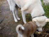 Собаки, щенята Акіта-іну, ціна 10000 Грн., Фото