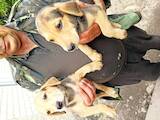 Собаки, щенята Російський хорт, ціна 2500 Грн., Фото