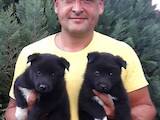Собаки, щенята Російсько-Європейська лайка, ціна 2000 Грн., Фото