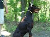 Собаки, щенята Доберман, ціна 15000 Грн., Фото