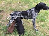 Собаки, щенки Немецкая гладкошерстная легавая, цена 3000 Грн., Фото