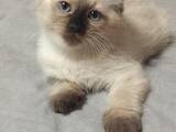 Кошки, котята Невская маскарадная, цена 1600 Грн., Фото