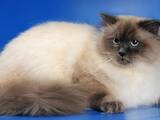 Кошки, котята Невская маскарадная, цена 8000 Грн., Фото