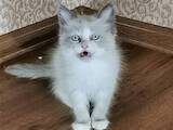 Кішки, кошенята Невськая маскарадна, ціна 8000 Грн., Фото