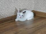 Кошки, котята Невская маскарадная, цена 8000 Грн., Фото