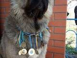 Собаки, щенята Кавказька вівчарка, ціна 12000 Грн., Фото