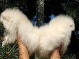 Собаки, щенки Померанский шпиц, цена 12000 Грн., Фото