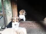 Собаки, щенки Эстонская гончая, цена 800 Грн., Фото