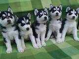 Собаки, щенки Сибирский хаски, цена 4000 Грн., Фото