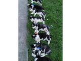 Собаки, щенята Сибірський хаськи, ціна 4000 Грн., Фото