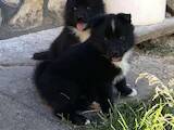 Собаки, щенки Русско-Европейская лайка, цена 5000 Грн., Фото