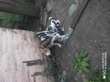 Собаки, щенята Естонський гончак, ціна 600 Грн., Фото