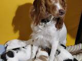 Собаки, щенята Російський спаніель, ціна 2100 Грн., Фото