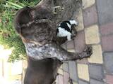 Собаки, щенки Русский спаниель, цена 300 Грн., Фото