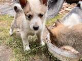 Собаки, щенята Російсько-Європейська лайка, ціна 400 Грн., Фото