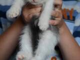 Кошки, котята Европейская короткошерстная, цена 10 Грн., Фото