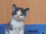 Кошки, котята Европейская короткошерстная, цена 10 Грн., Фото