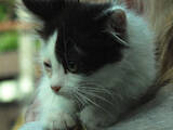 Кошки, котята Беспородная, цена 2 Грн., Фото
