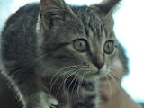 Кошки, котята Беспородная, цена 2 Грн., Фото