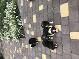 Собаки, щенята Естонський гончак, ціна 1000 Грн., Фото