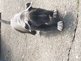 Собаки, щенята Американський стаффордширський тер'єр, ціна 10000 Грн., Фото