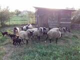 Животноводство,  Сельхоз животные Бараны, овцы, цена 1700 Грн., Фото