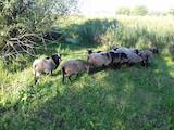 Животноводство,  Сельхоз животные Бараны, овцы, цена 1700 Грн., Фото