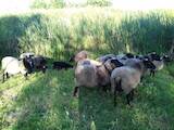 Тваринництво,  Сільгосп тварини Барани, вівці, ціна 1700 Грн., Фото