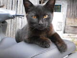 Кошки, котята Бомбейская, Фото