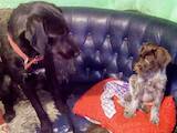 Собаки, щенки Немецкая жесткошерстная легавая, цена 3000 Грн., Фото