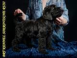 Собаки, щенята Чорний тер'єр, ціна 27000 Грн., Фото