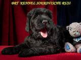 Собаки, щенята Чорний тер'єр, ціна 27000 Грн., Фото