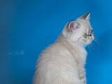 Кішки, кошенята Екзотична короткошерста, ціна 7000 Грн., Фото