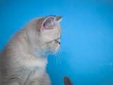 Кошки, котята Экзотическая короткошерстная, цена 7000 Грн., Фото