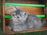 Кошки, котята Экзотическая короткошерстная, цена 7000 Грн., Фото