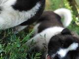 Собаки, щенята Американський акіта, ціна 5500 Грн., Фото