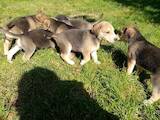 Собаки, щенки Эстонская гончая, цена 600 Грн., Фото