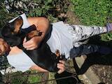 Собаки, щенята Гладкошерста такса, ціна 1500 Грн., Фото