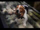 Собаки, щенята Естонський гончак, ціна 2500 Грн., Фото