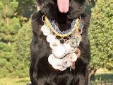 Собаки, щенята Східно-Європейська вівчарка, ціна 9000 Грн., Фото