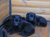 Собаки, щенки Восточно-Европейская овчарка, цена 9000 Грн., Фото