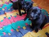 Собаки, щенки Неизвестная порода, цена 3500 Грн., Фото